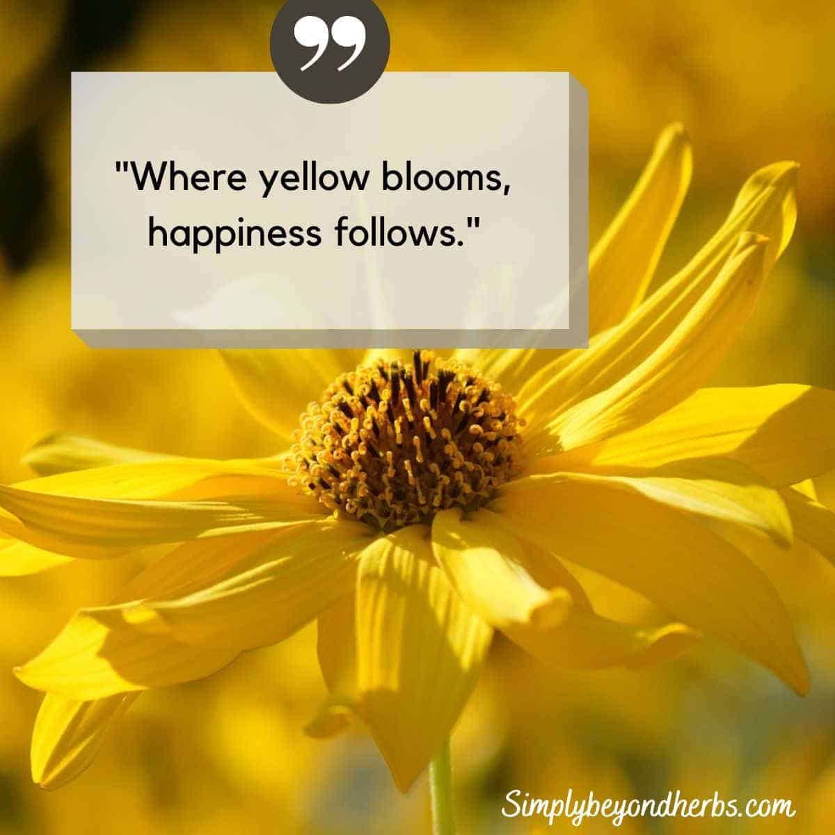 Word Yellow Quotes The Radical 1960s Schools Experiment That Created A