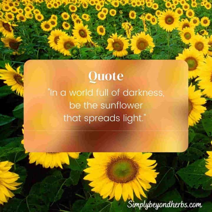 370 Yellow Flower Quotes and Captions SimplyBeyondHerbs