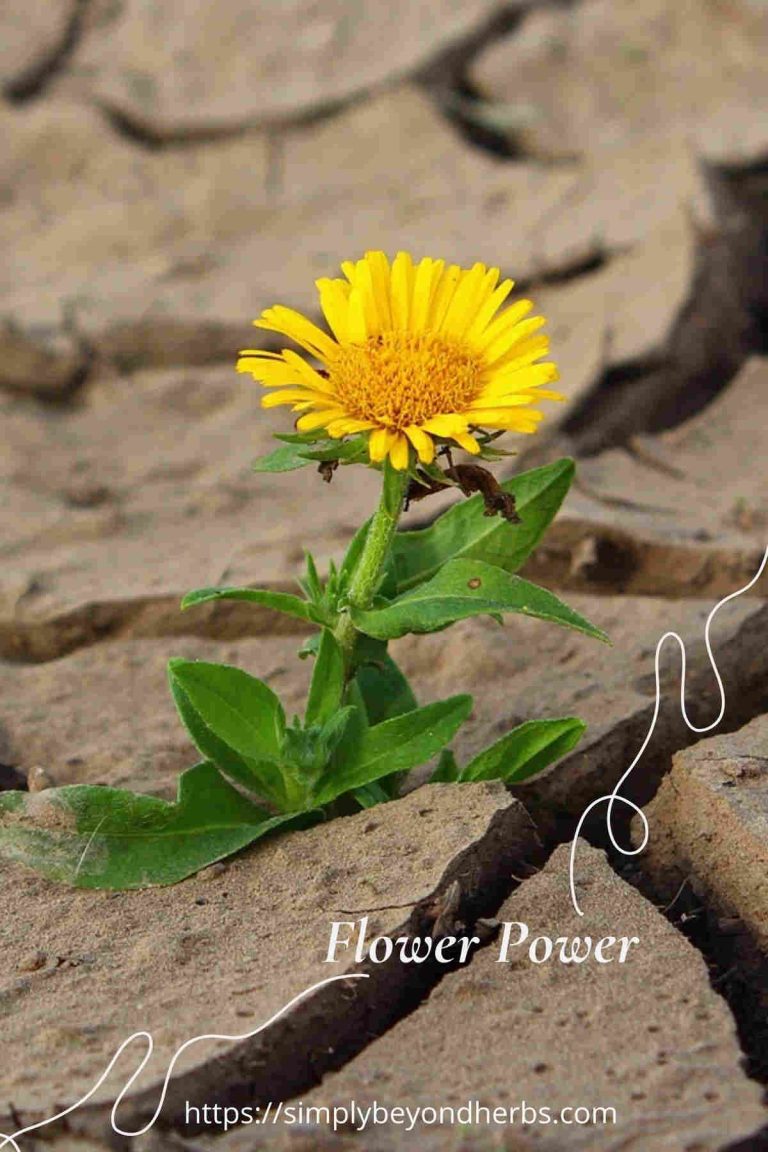 370 Yellow Flower Quotes and Captions SimplyBeyondHerbs