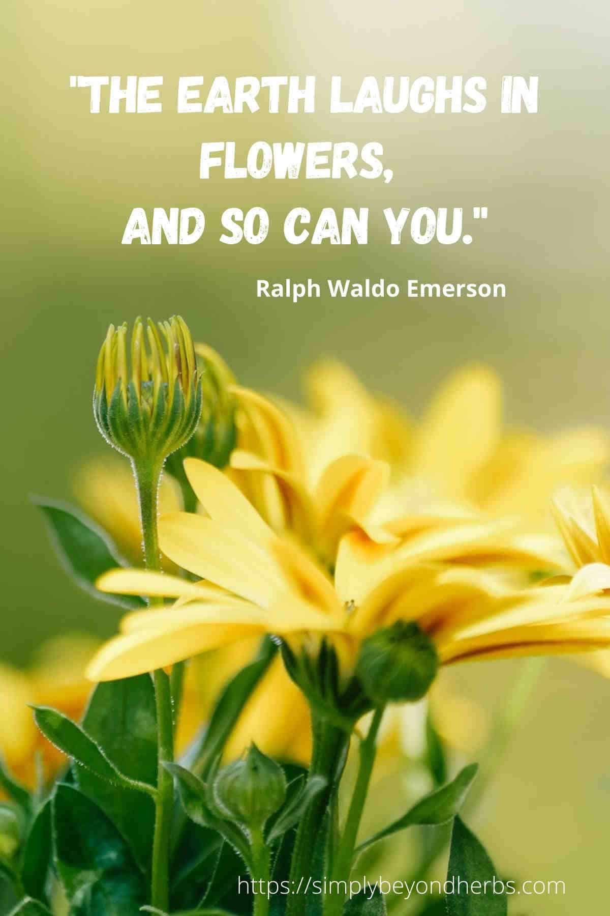 370 Yellow Flower Quotes And Captions SimplyBeyondHerbs