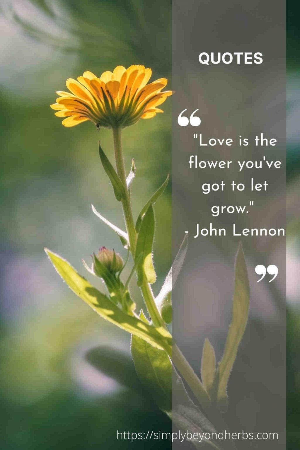 370 Yellow Flower Quotes and Captions SimplyBeyondHerbs