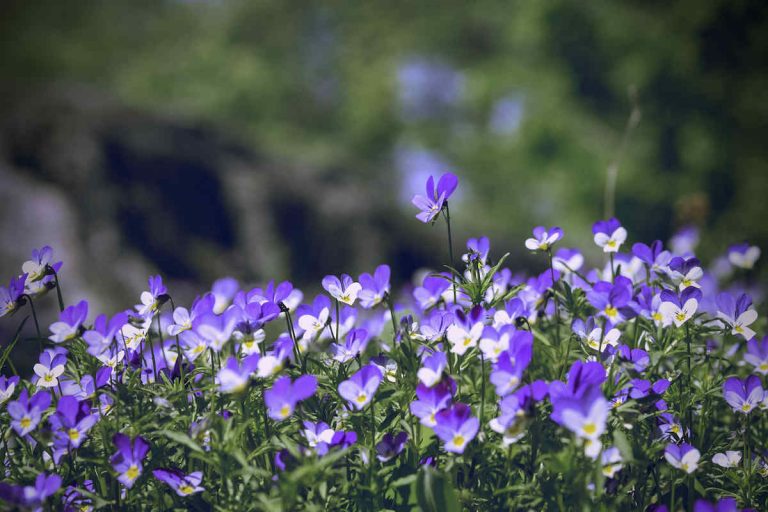 Violet Flower meaning and symbolism Ultimate Guide to viola modesty