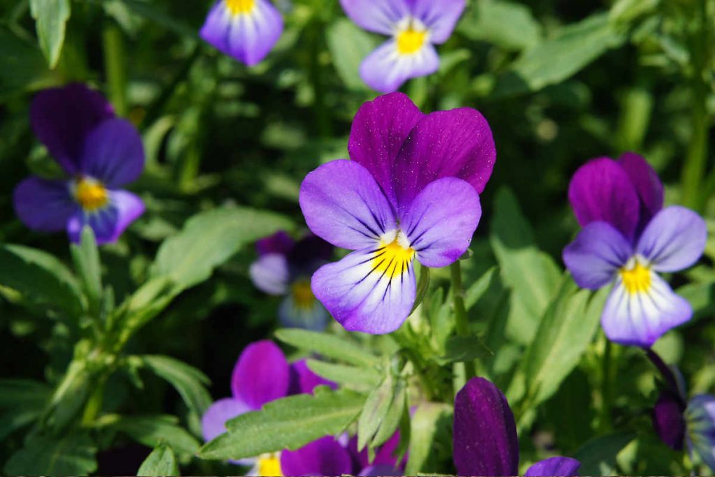 Violet Flower meaning and symbolism Ultimate Guide to viola modesty