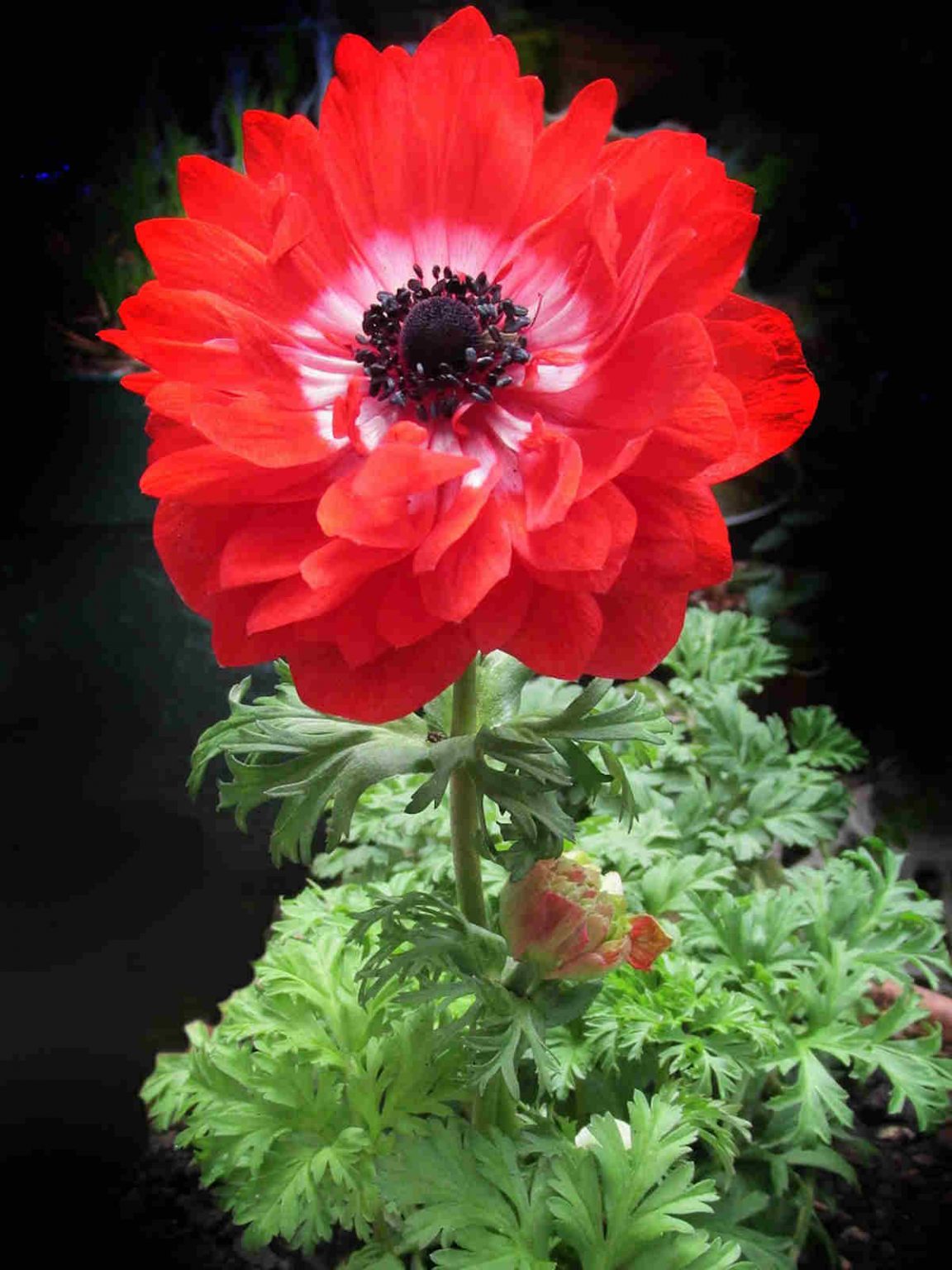 25 Different Flowers That Look Like Roses Ultimate Collection