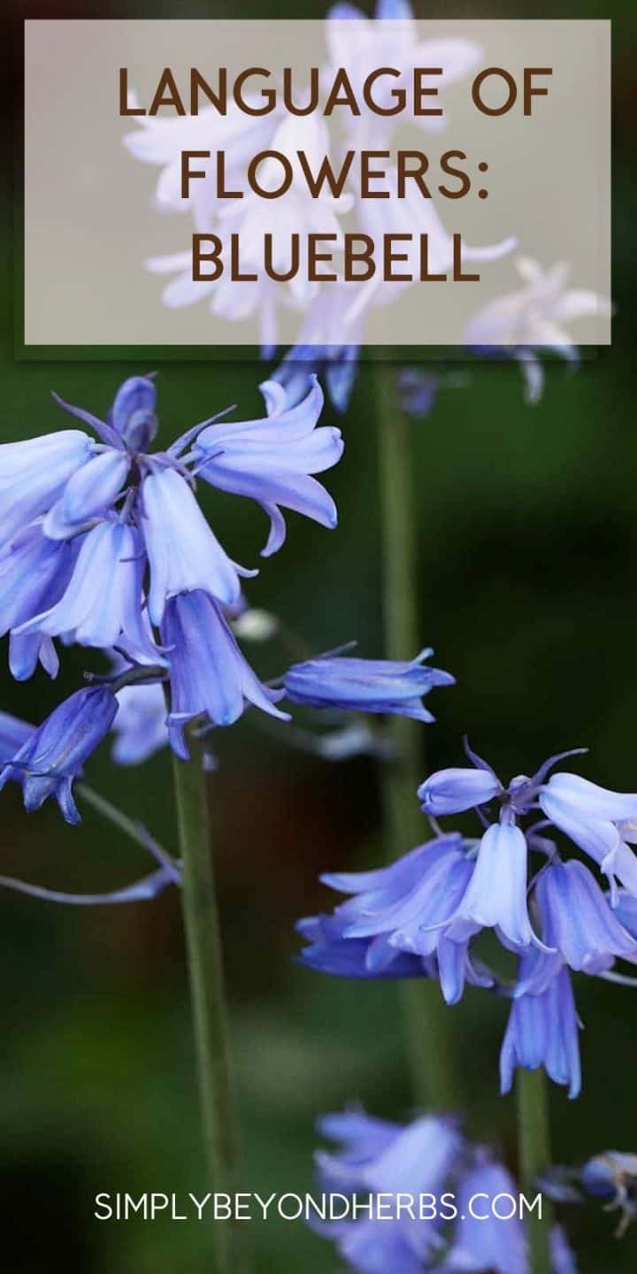 Bluebell Flower Meaning and Symbolism in the language of flowers