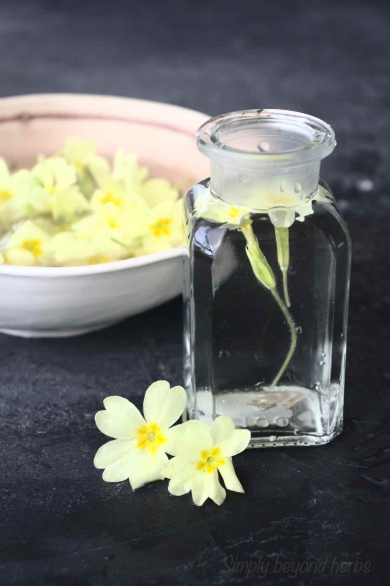 Primrose Flower Meaning and Symbolism Ultimate Guide SimplyBeyondHerbs
