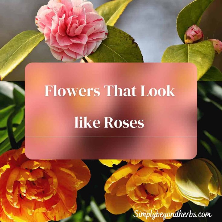 LOOK like rose profile