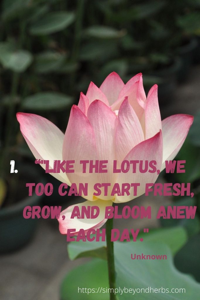 100+ Best Lotus Quotes sharing Wisdom through Lotus Flower quotes
