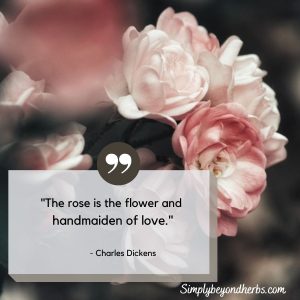 Rose Flower Symbolism and the Meaning of Rose Colors - SimplyBeyondHerbs