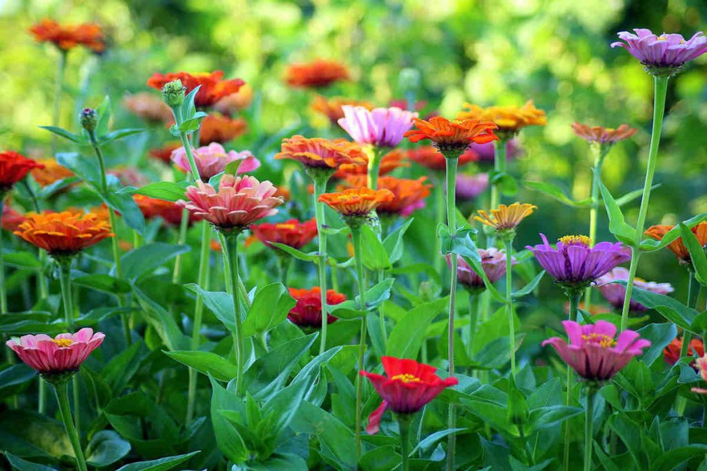 Zinnia Flower Meaning and Symbolism Ultimate Guide to Color Meanings