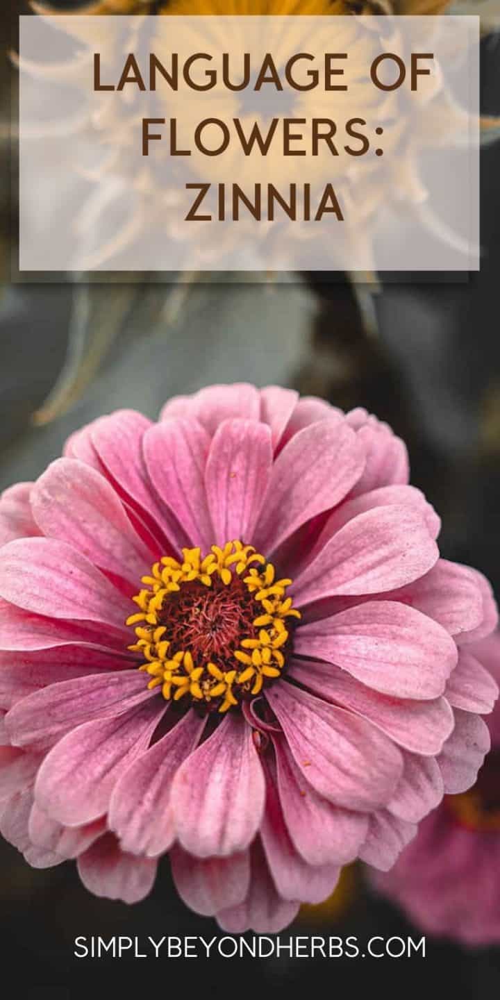 Zinnia Flower Meaning and Symbolism Ultimate Guide to Color Meanings