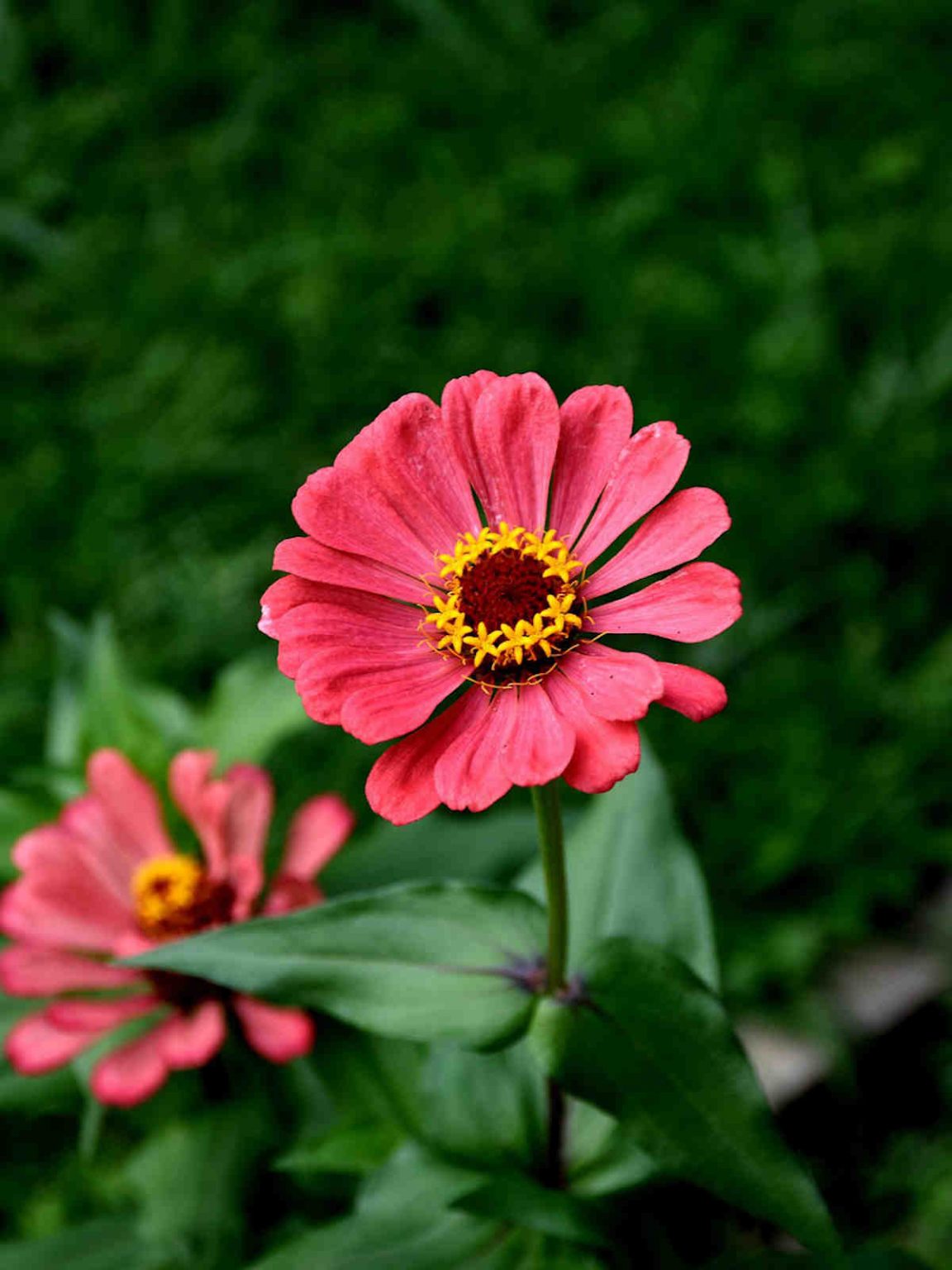 Zinnia Flower Meaning and Symbolism Ultimate Guide to Color Meanings