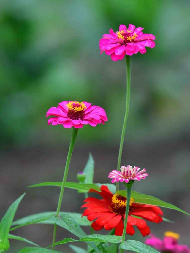 Zinnia Flower Meaning and Symbolism Ultimate Guide to Color Meanings