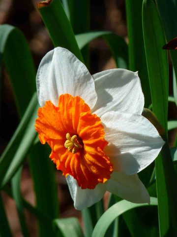 Daffodils Flower Meaning: Symbolism behind March Birth Flower
