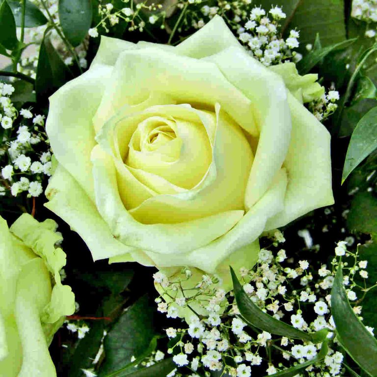 Rose Flower Symbolism and the Meaning of Rose Colors - SimplyBeyondHerbs