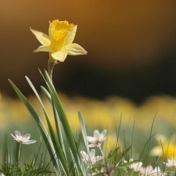 Daffodils Flower Meaning: Symbolism behind March Birth Flower