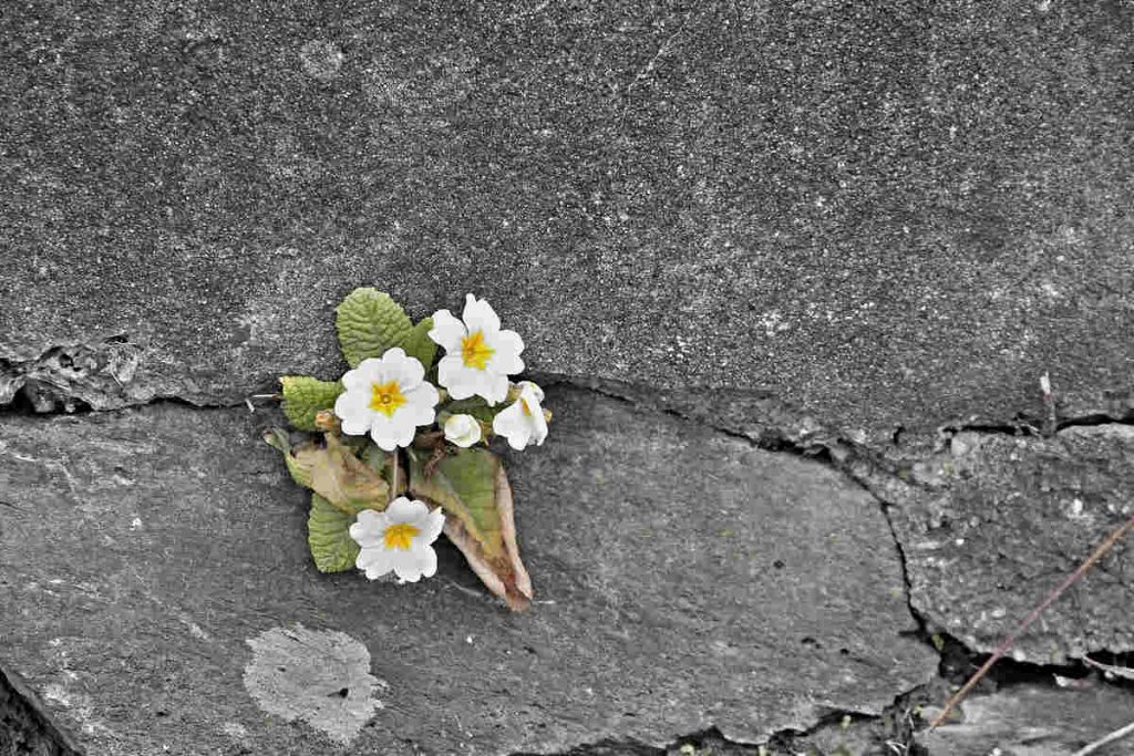 Primrose Flower Meaning and Symbolism Ultimate Guide SimplyBeyondHerbs