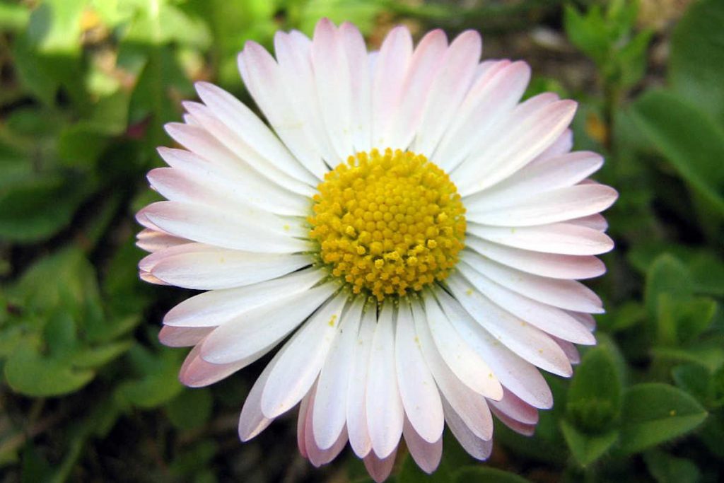 40+ Different Flowers That Look Like Daisy + Growing Tips