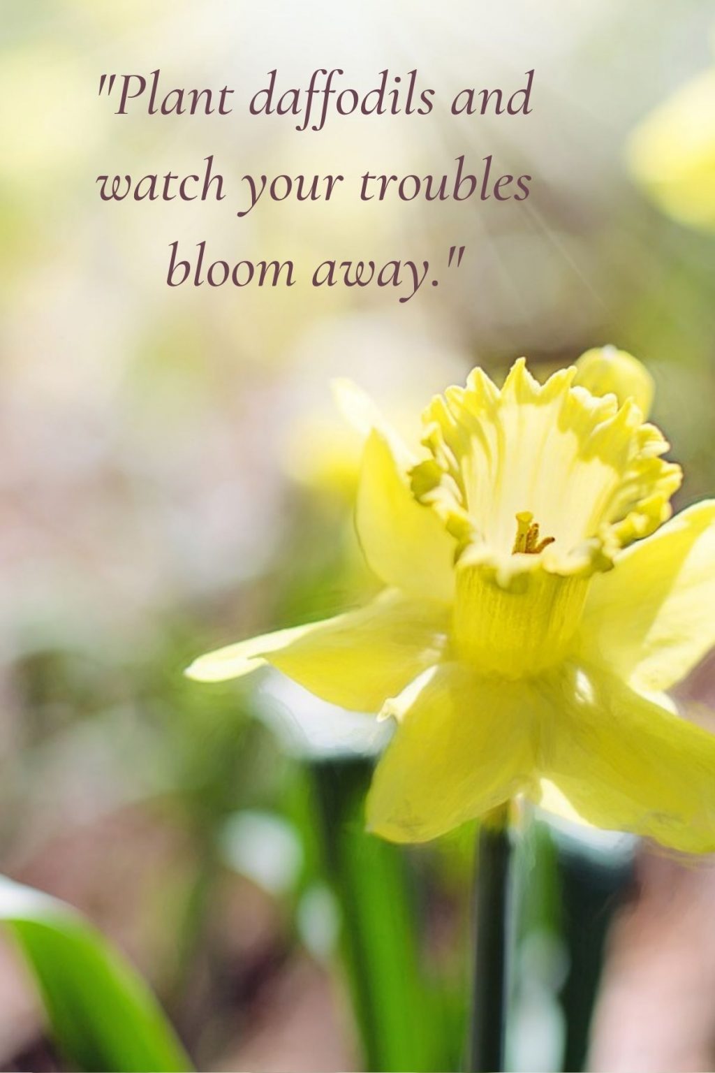 200+ Inspiring Daffodil Quotes and Captions for Instagram SimplyBeyondHerbs