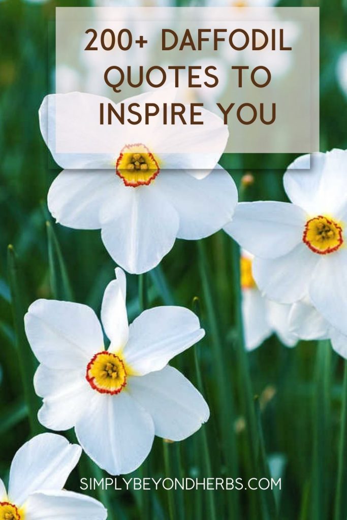200+ Inspiring Daffodil Quotes and Captions for Instagram