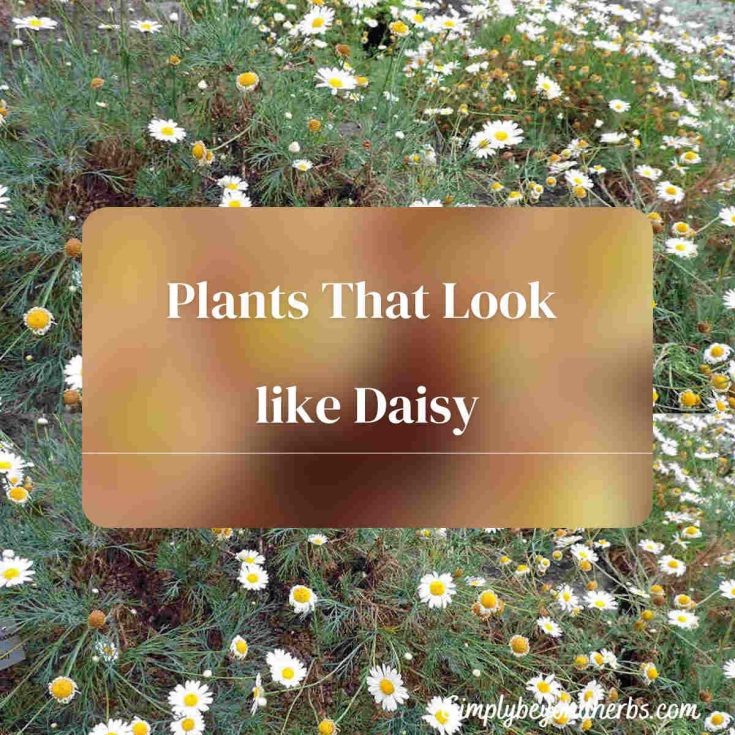 profile flowers look like Daisy