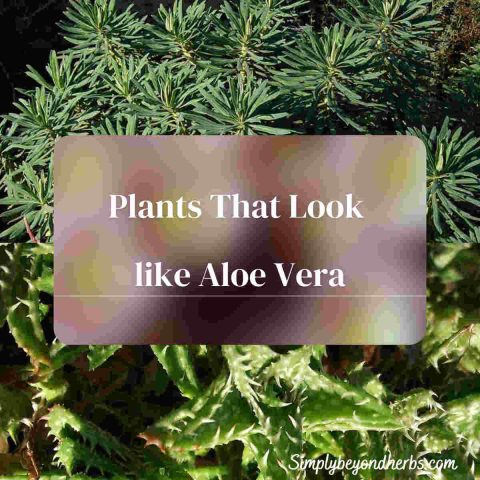 Succulent Plants that Look Like Aloe Vera