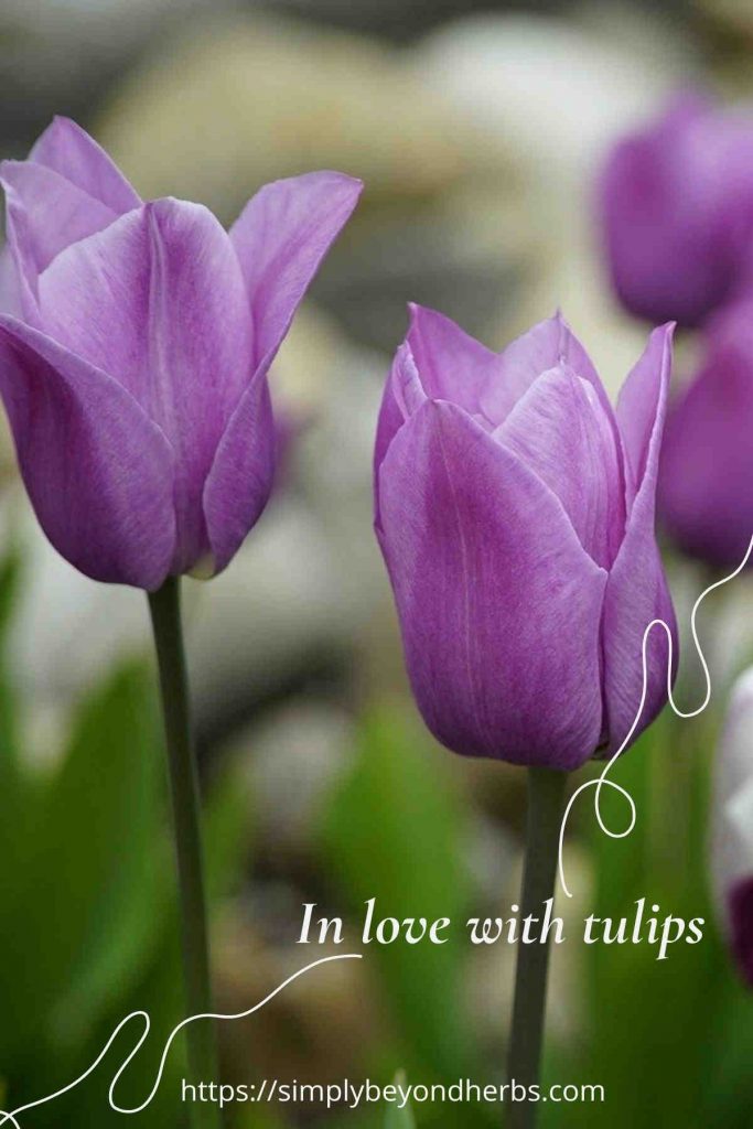 200+ Beautiful Tulip Quotes and Instagram captions SimplyBeyondHerbs