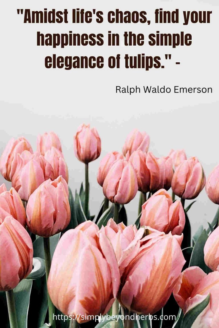 200+ Beautiful Tulip Quotes and Instagram captions SimplyBeyondHerbs