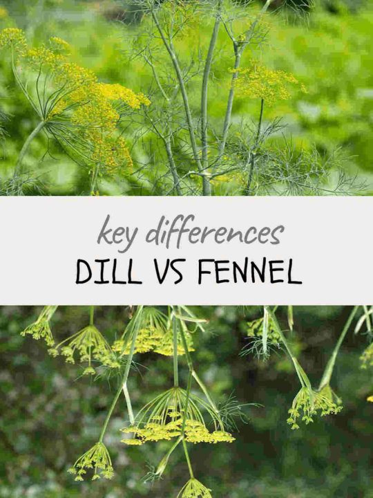 Key Differences between dill vs fennel Ultimate Guide SimplyBeyondHerbs