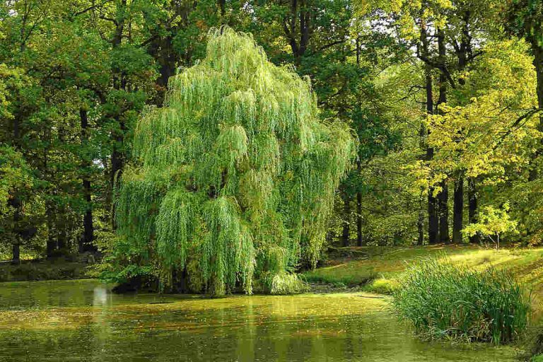 Willow Tree Symbolism and Meaning The Ultimate Guide SimplyBeyondHerbs
