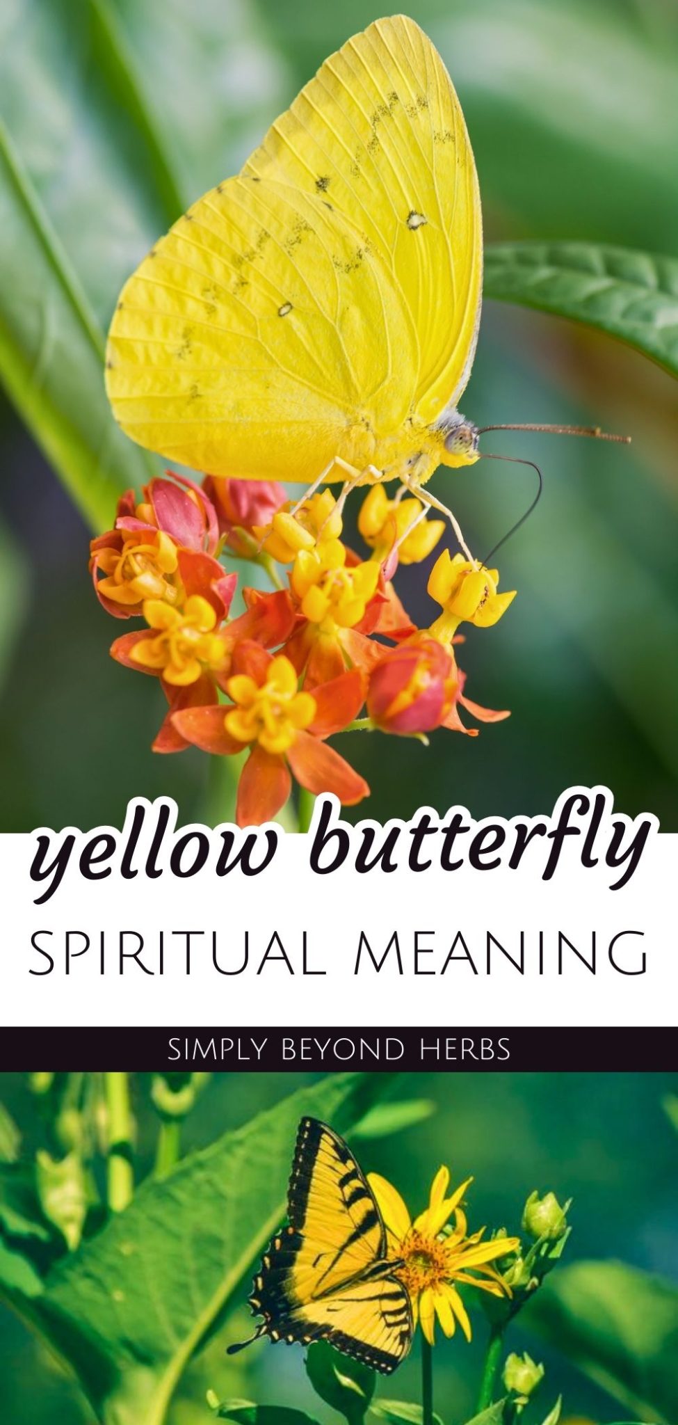 Yellow Butterfly Symbolism and Spiritual Meaning - SimplyBeyondHerbs