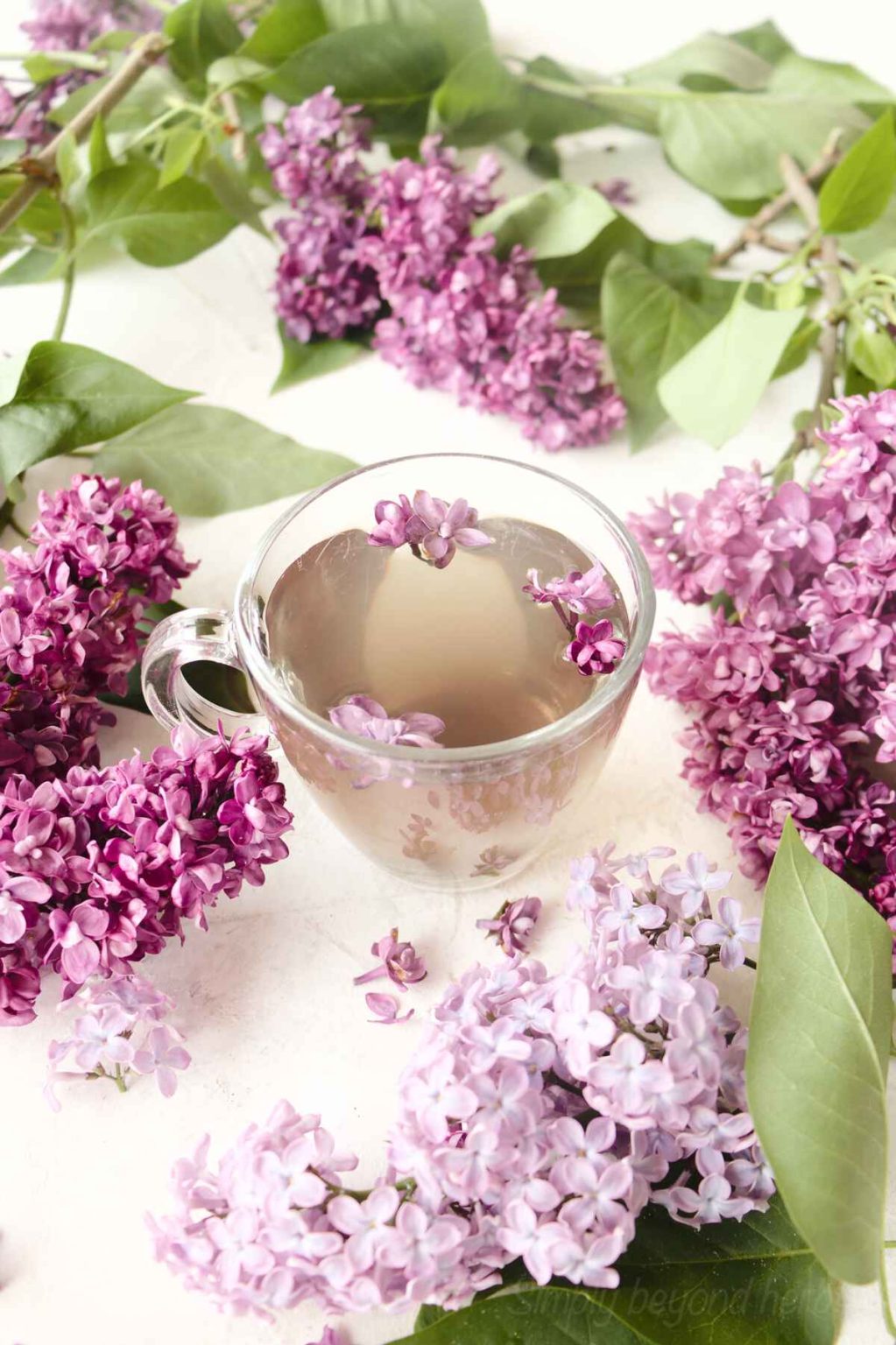Are Lilacs Edible? 20+ Delicious recipes to eat Lilac flowers