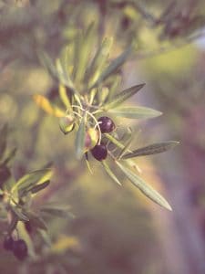 Unlocking The Secrets Of Olive Seniors Plants Symbolism And Meaning - a2g0jj2
