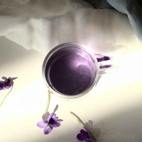 How to Make Violet Tea: Foraged Wild Violet Tea Recipe - SimplyBeyondHerbs