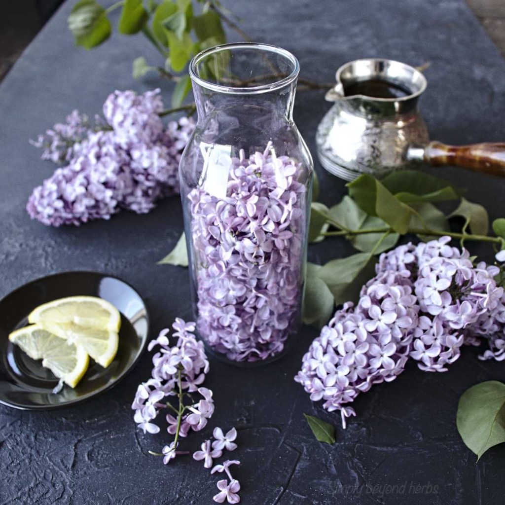 Are Lilacs Edible? 20+ Delicious recipes to eat Lilac flowers