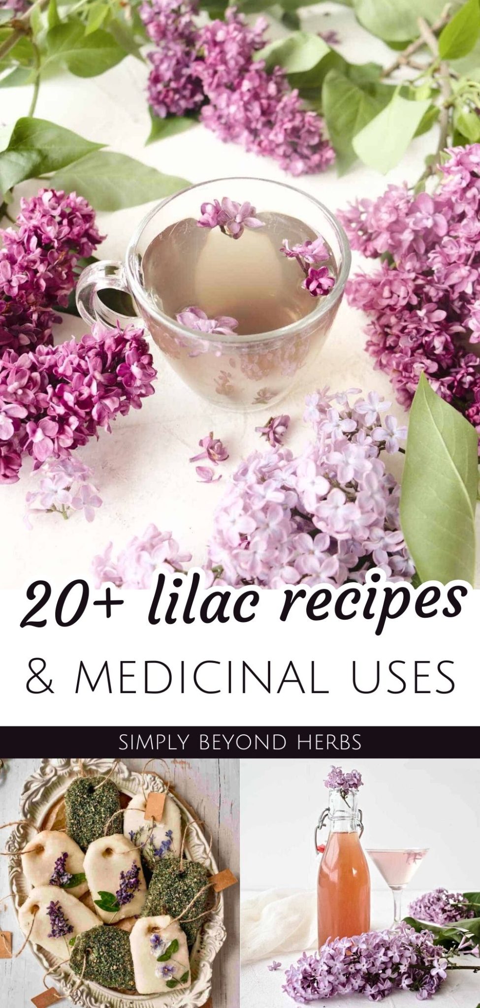 Are Lilacs Edible? 20+ Delicious recipes to eat Lilac flowers