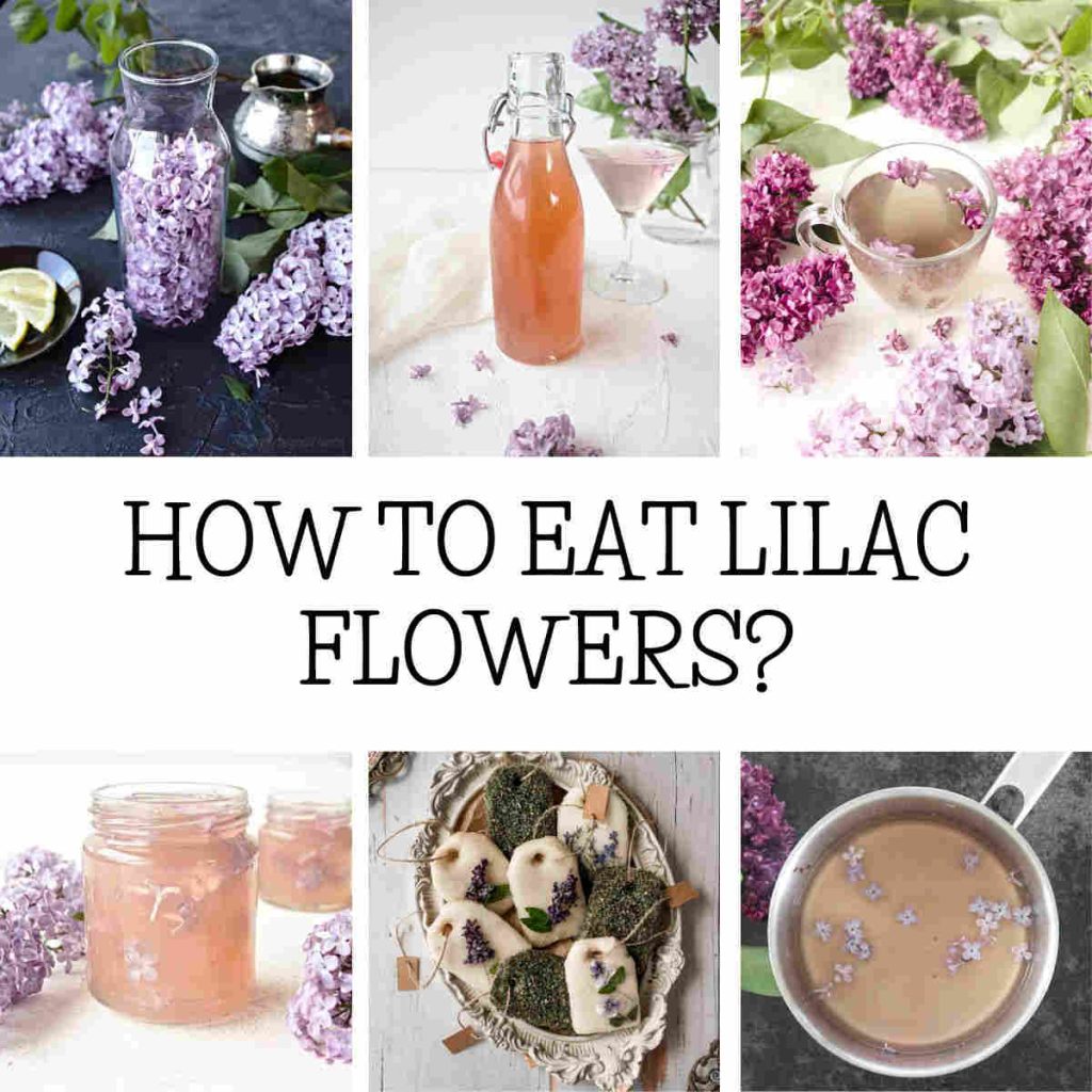 Are Lilacs Edible? 20+ Delicious recipes to eat Lilac flowers