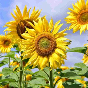 Summer Represents Powerful Symbols and Symbolism of Summer - SimplyBeyondHerbs