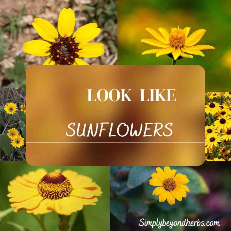 Flowers that resemble sunflowers