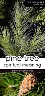 Tree Connotations Great Evergreen Pine Tree Symbolism and Meaning - SimplyBeyondHerbs