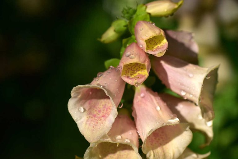 40 + Bell Shaped Flowers - SimplyBeyondHerbs