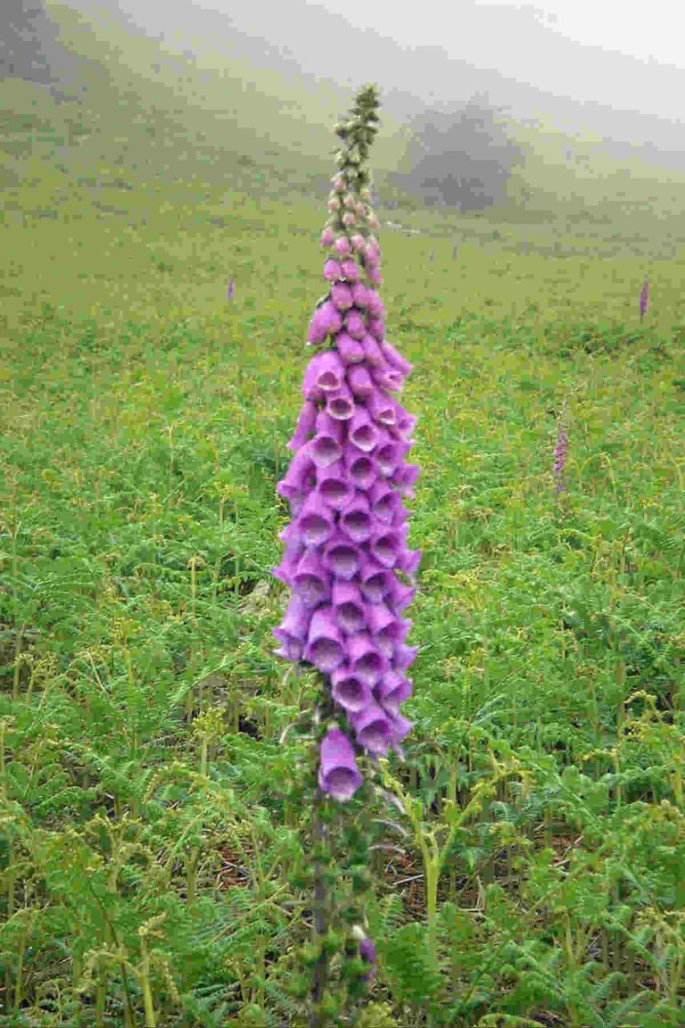 40 + Bell Shaped Flowers - SimplyBeyondHerbs