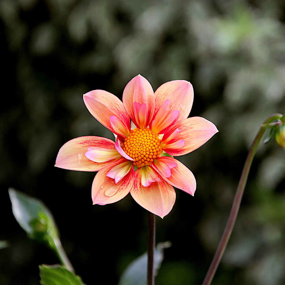 Flower visual data 4