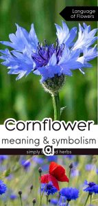 Cornflower Meaning and Symbolism: Ultimate Guide - SimplyBeyondHerbs