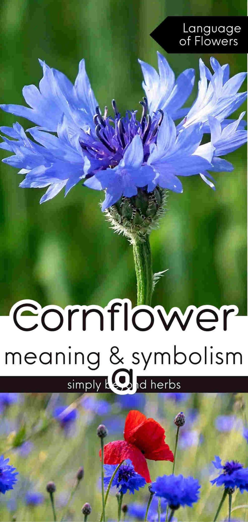 Cornflower Meaning and Symbolism: Ultimate Guide - SimplyBeyondHerbs