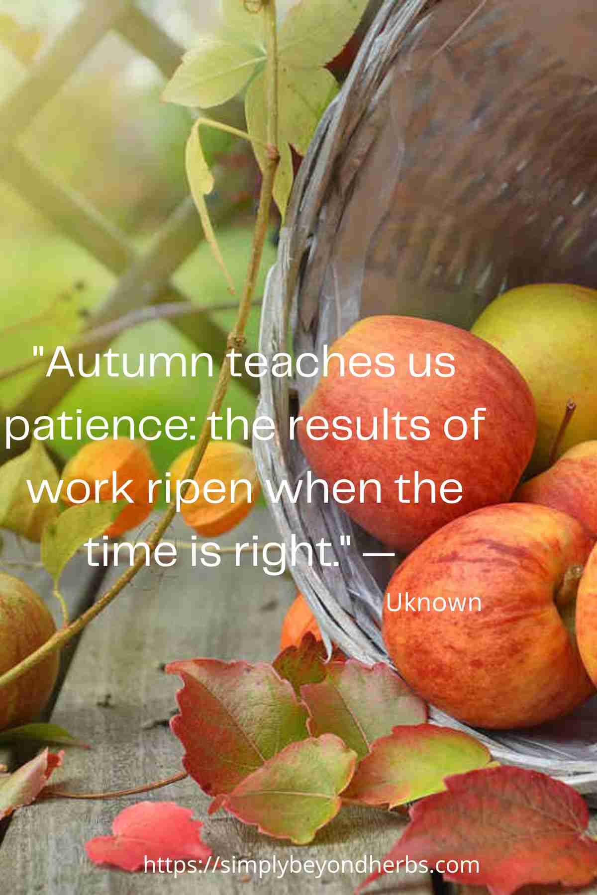 200+ Best Fall Quotes for Happy Autumn Season