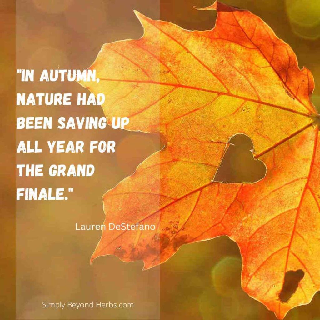 300+ Best Fall Quotes for Happy Autumn Season - SimplyBeyondHerbs