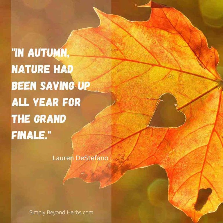 300+ Best Fall Quotes for Happy Autumn Season - SimplyBeyondHerbs
