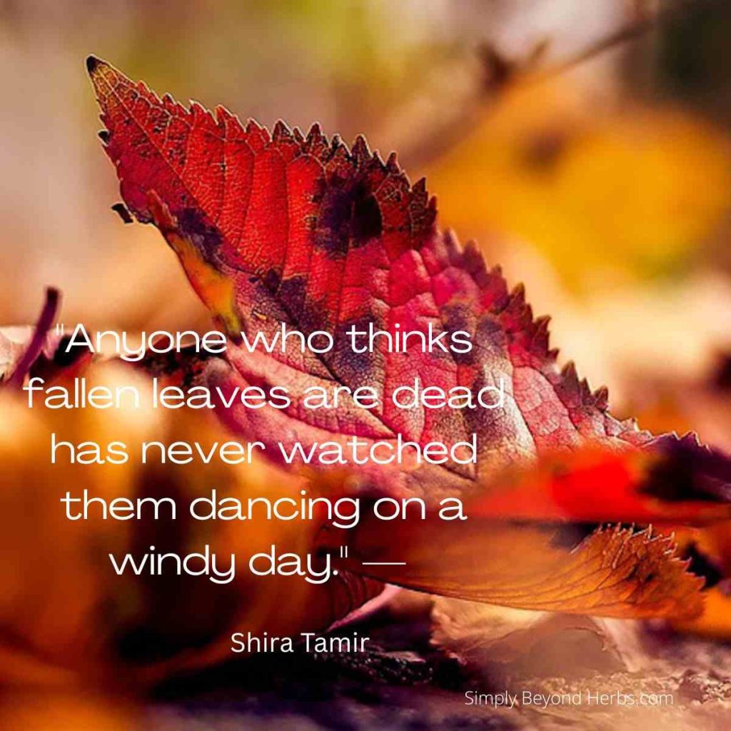 Fall Another Term 300+ Best Fall Quotes for Happy Autumn Season - SimplyBeyondHerbs