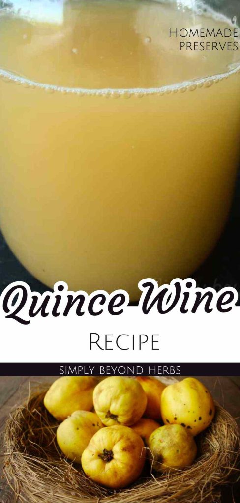 How to make Quince Wine from Ripe Quinces